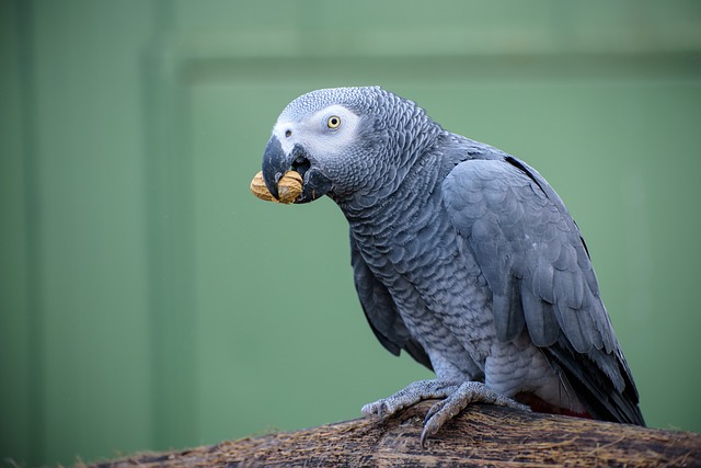 papoušek šedý